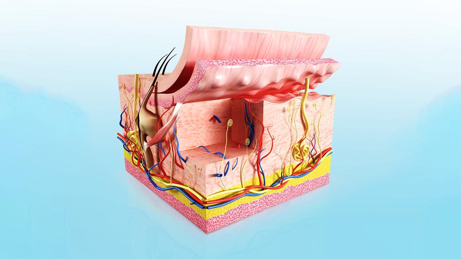 Layers of the Skin Association of Aesthetic Laser Professionals
